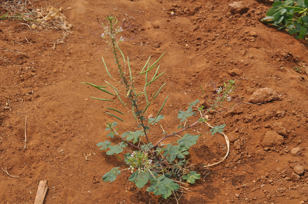 Cleome gynandra